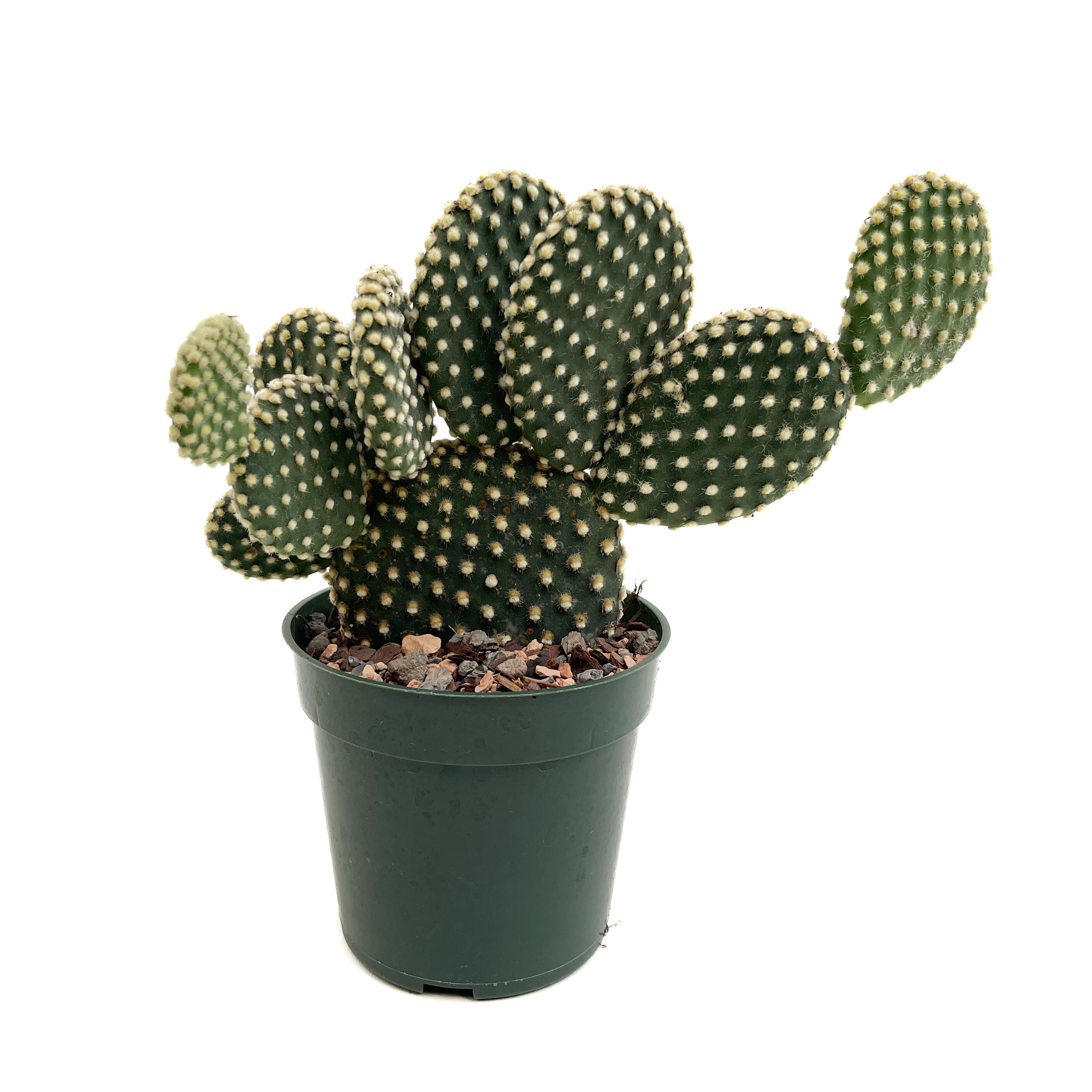 Diameter Plants Opuntia microdasys - Thumbnail 2