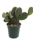 Opuntia microdasys 'Mickey Mouse'