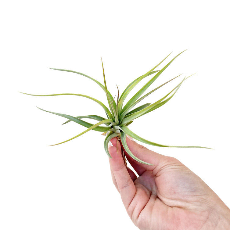 Tillandsia concolor x brachycaulos