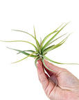 Tillandsia concolor x brachycaulos