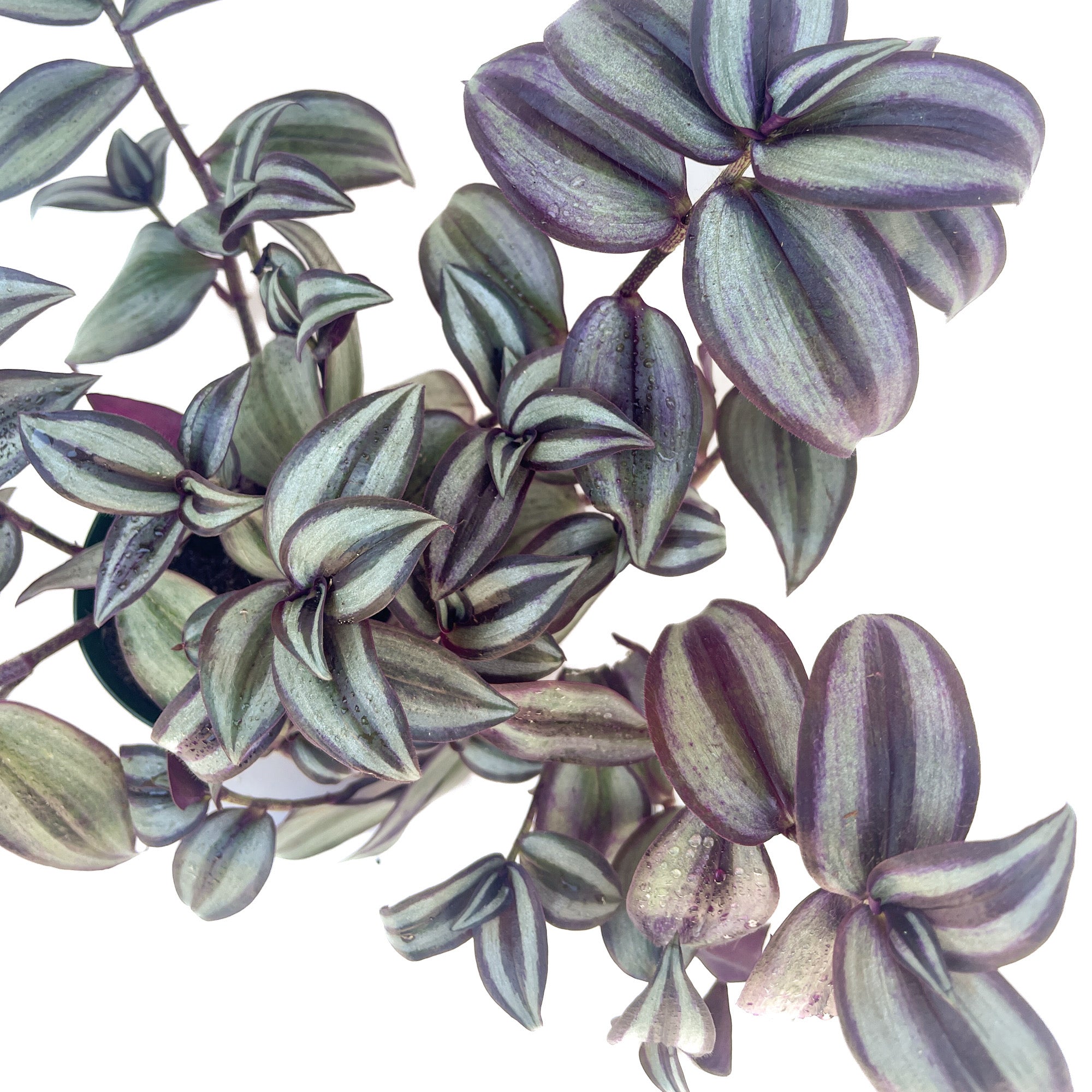 Tradescantia zebrina