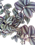 Tradescantia zebrina