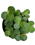 Peperomia tetraphylla 'Hope'