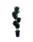 Dracaena fragrans 'Compacta'