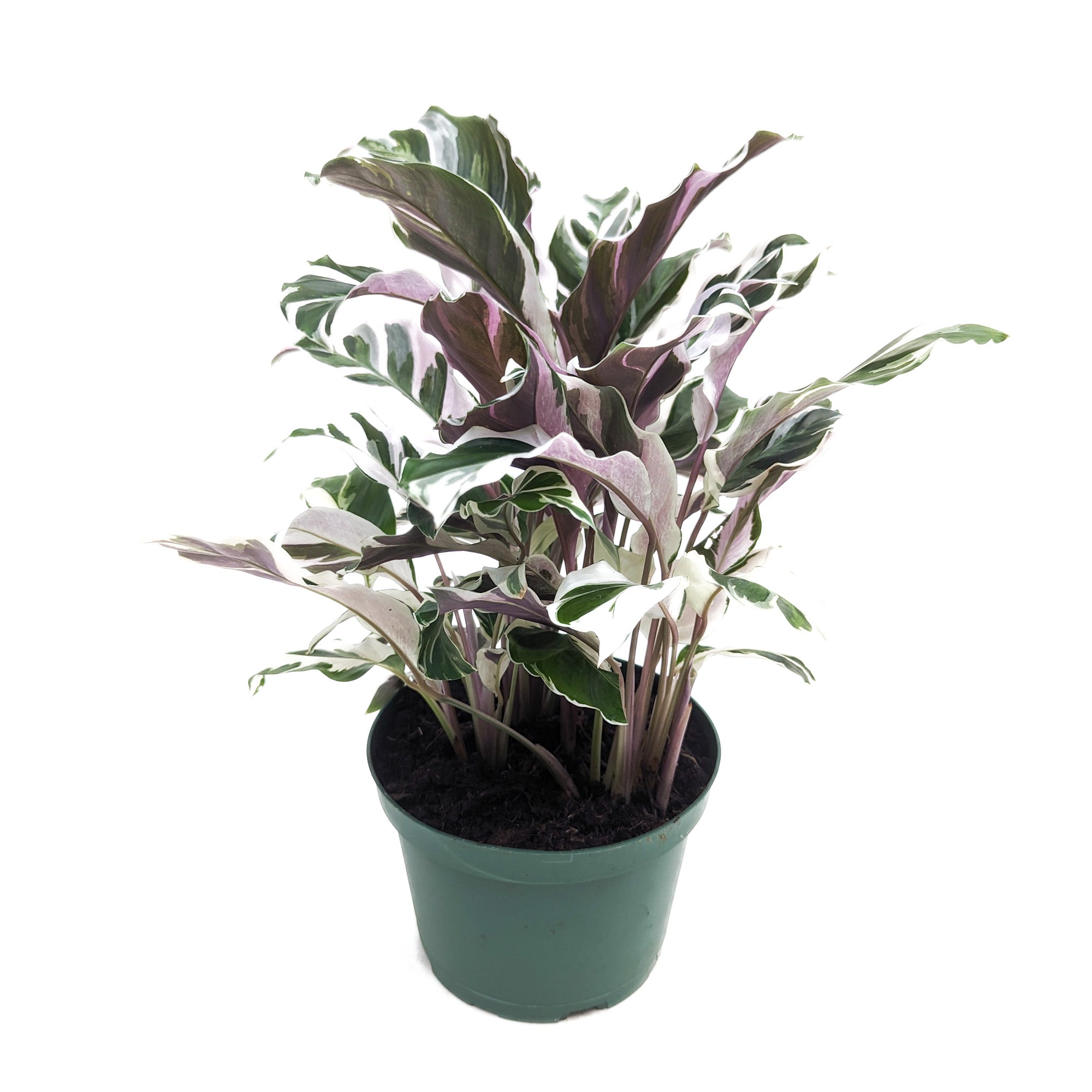 Goeppertia 'White Fusion'