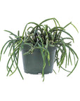 Rhipsalis ewaldiana (Mistletoe Cactus)