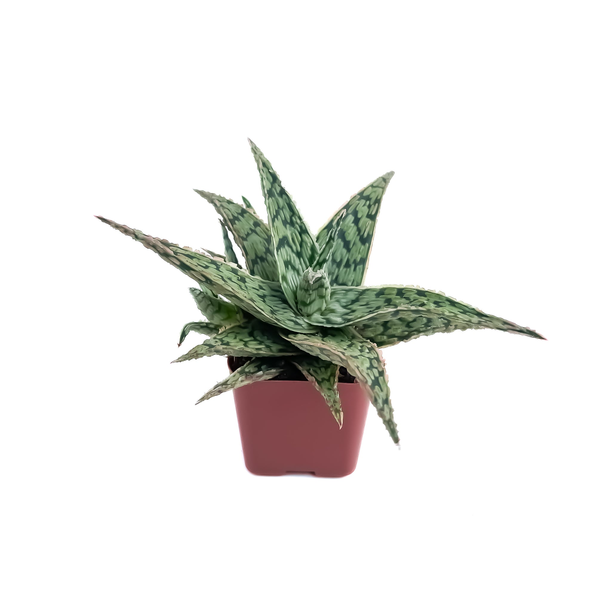 pink blush succulent Aloe 'Pink Blush' – Diameter Plants