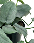 Scindapsus pictus 'Platinum Java'