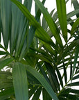Howea forsteriana (Kentia Palm)