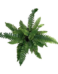 Struthiopteris spicant (Deer Fern)