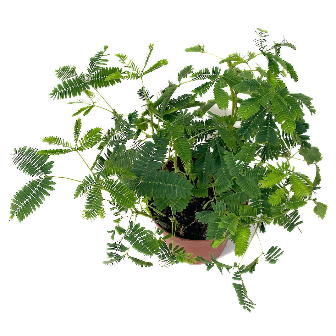 Mimosa pudica (Sensitive Plant)