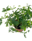 Mimosa pudica (Sensitive Plant)