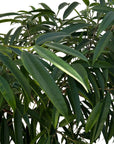 Ficus maclellandii 'Alii'