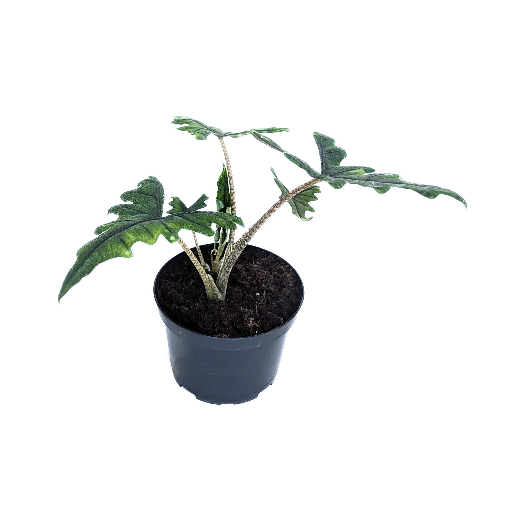 Alocasia sulawesi (Alocasia Jacklyn)