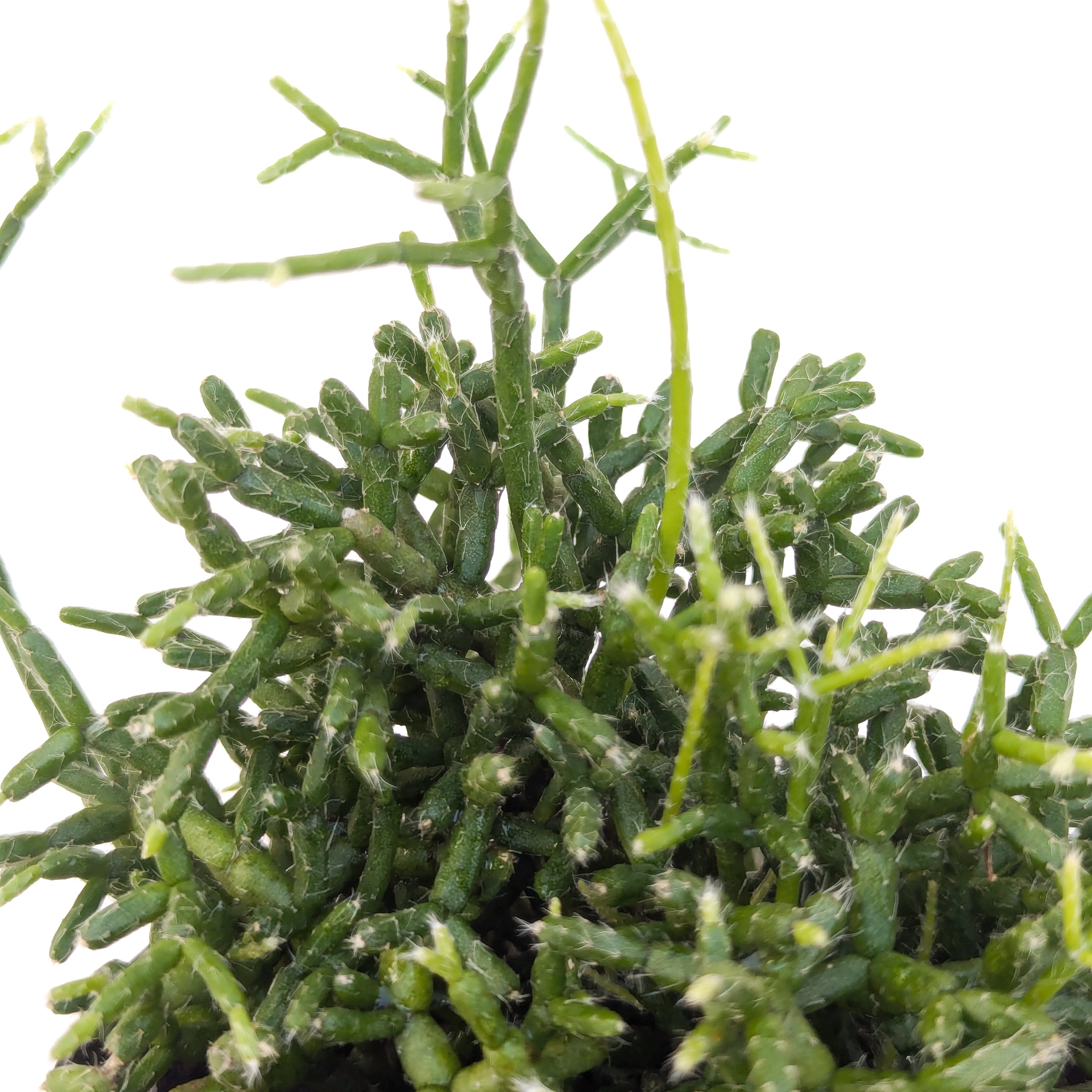 Rhipsalis cereuscula (Coral Cactus) - Thumbnail 2