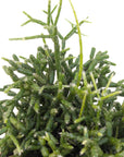 Rhipsalis cereuscula (Coral Cactus)