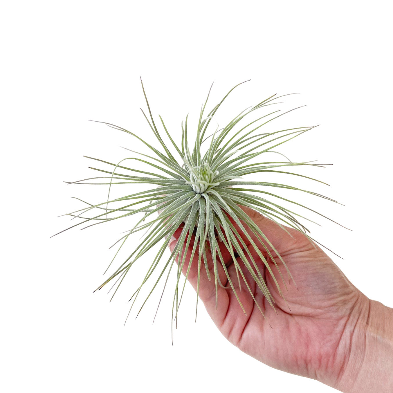 Tillandsia magnusiana