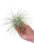 Tillandsia magnusiana