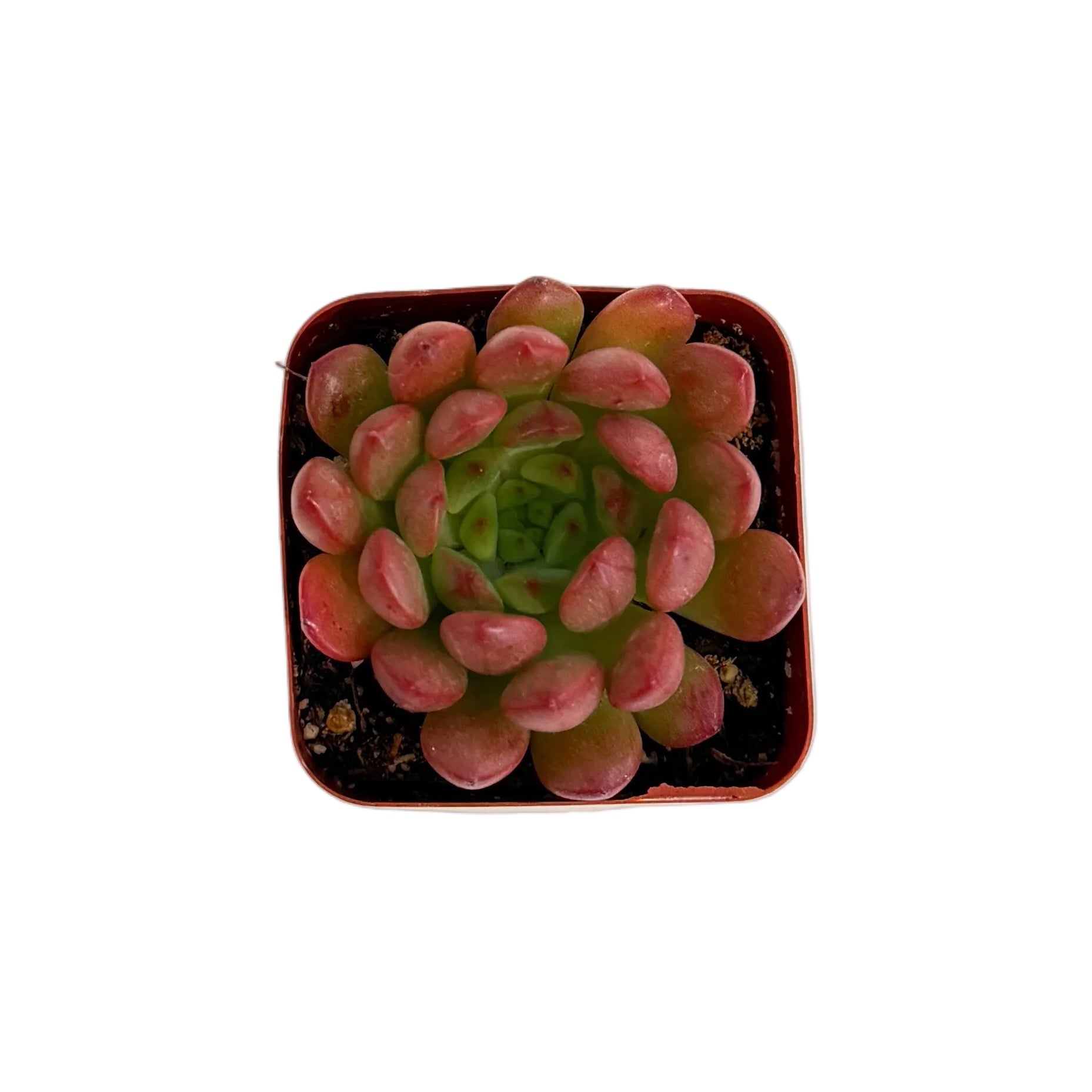 Sedeveria 'Pink Ruby'