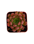 Sedeveria 'Pink Ruby'