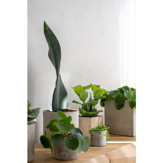 Lukas Pot