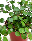Muehlenbeckia complexa var. grandifolia (Big Leaf Angel Vine)