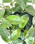 Hoya carnosa