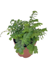 Adiantum hispidulum 'Rosy Maidenhair'