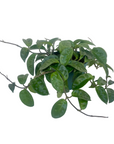 Hoya carnosa