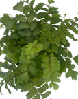 Adiantum hispidulum 'Rosy Maidenhair'