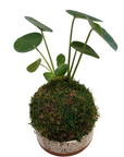 Pilea peperomioides