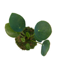 Pilea peperomioides