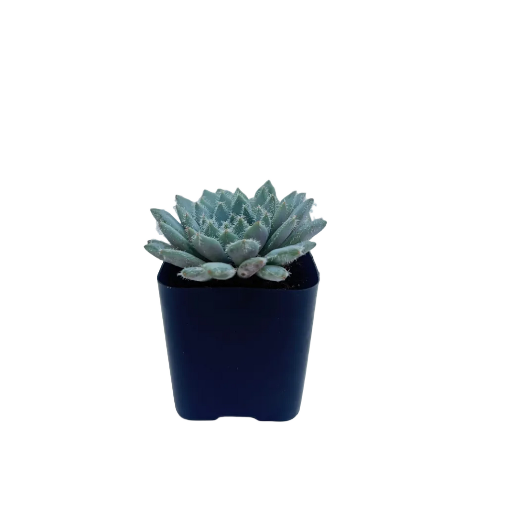 Echeveria setosa var. minor (Mexican Firecracker)