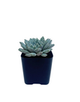 Echeveria setosa var. minor (Mexican Firecracker)