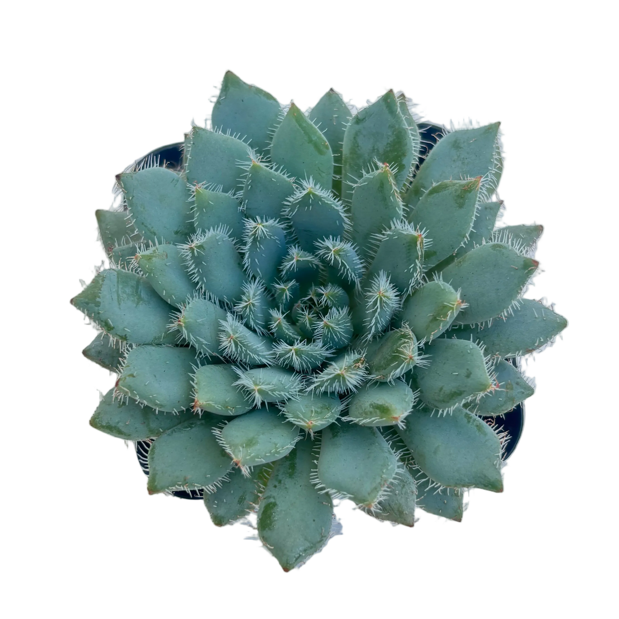 Echeveria setosa var. minor (Mexican Firecracker)