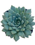 Echeveria setosa var. minor (Mexican Firecracker)