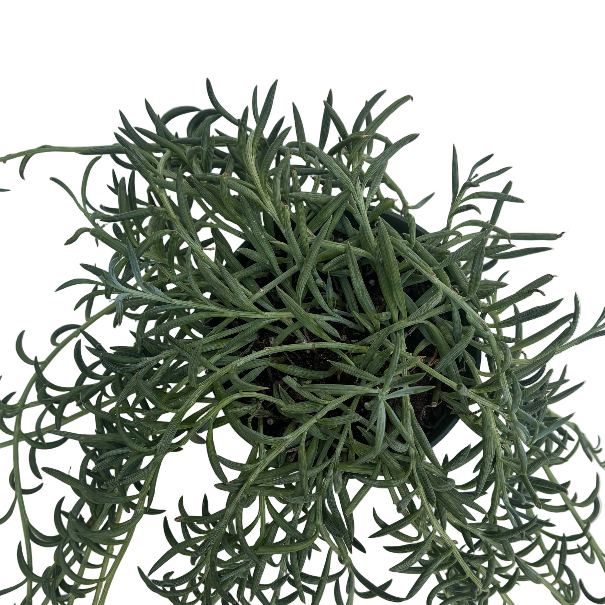 Senecio radicans 'Fish Hooks'