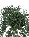 Senecio radicans 'Fish Hooks'