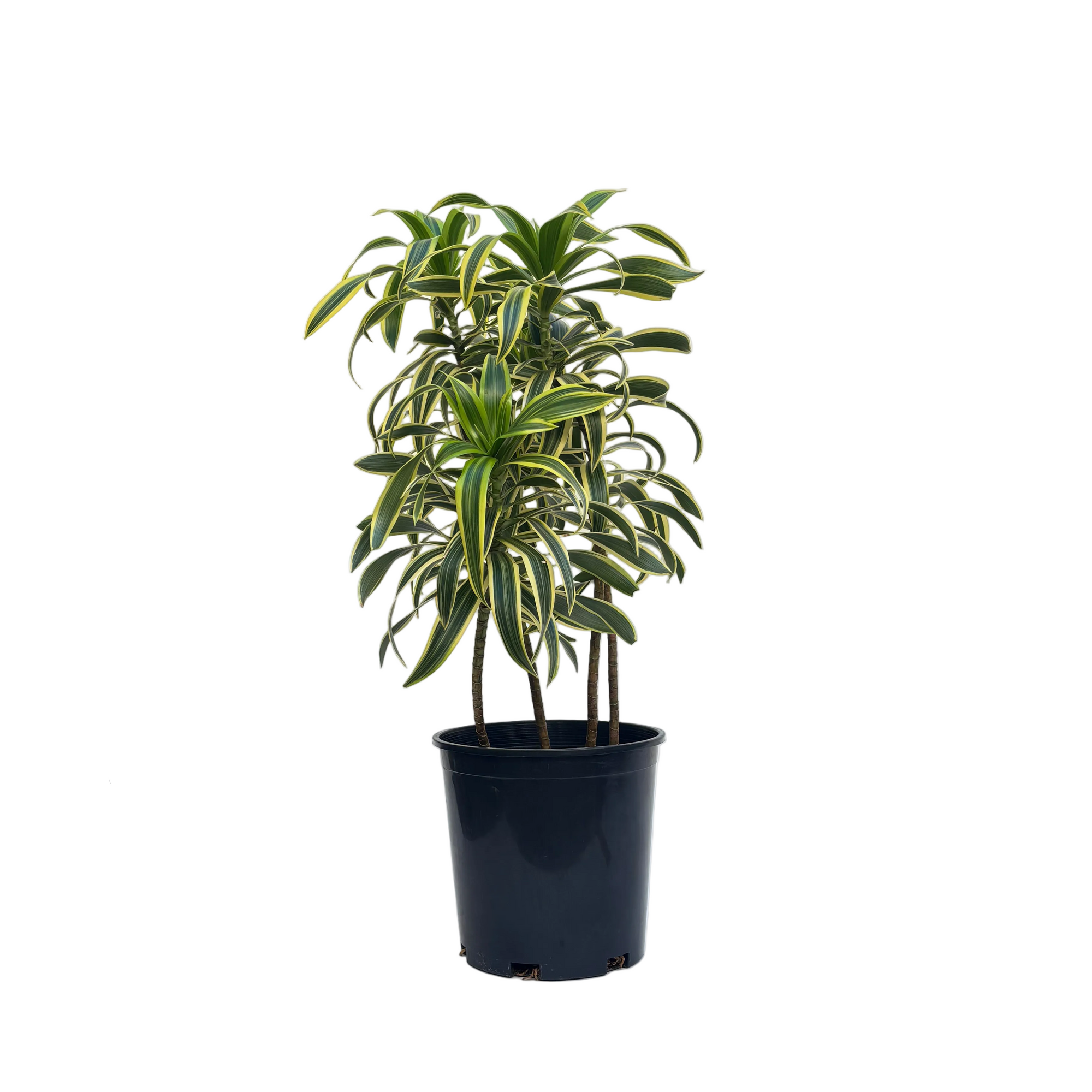 Dracaena reflexa 'Variegata' (Song of India)
