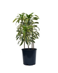 Dracaena reflexa 'Variegata' (Song of India)