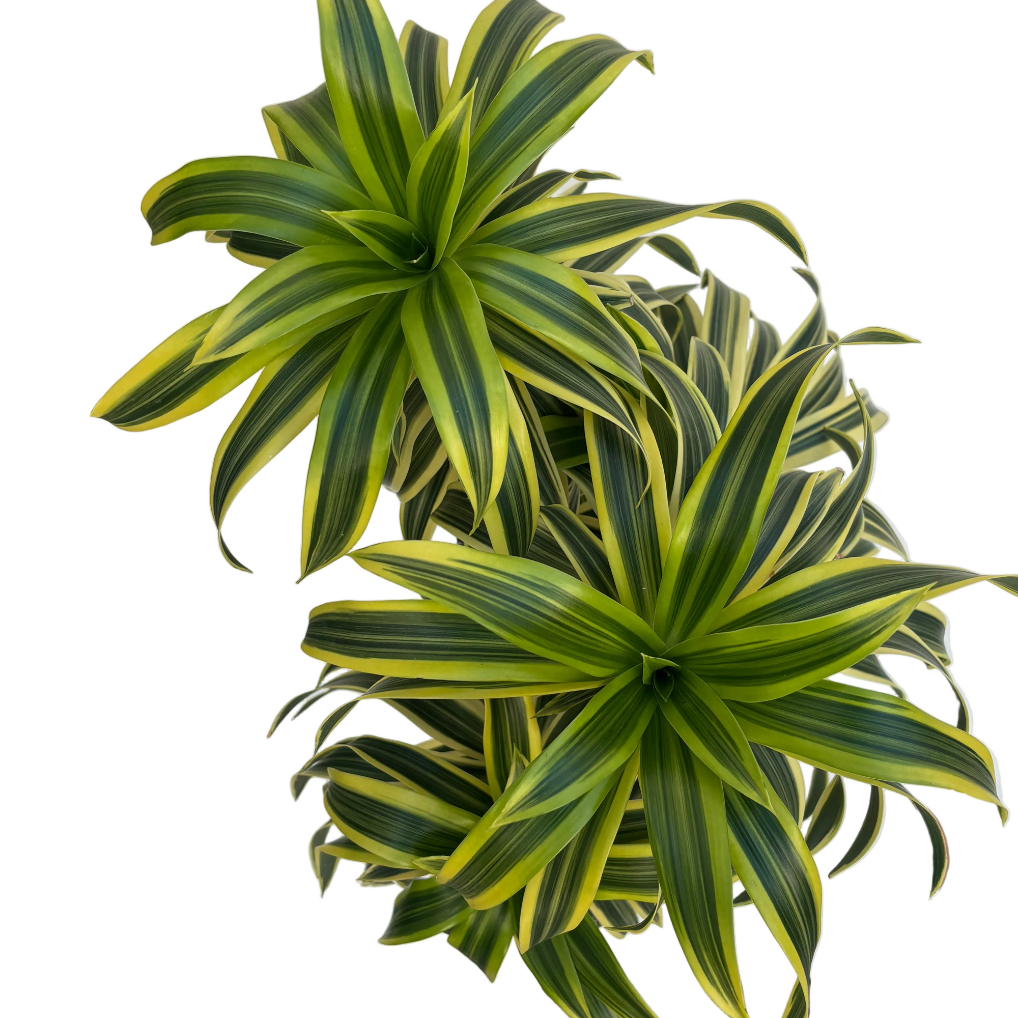 Dracaena reflexa 'Variegata' (Song of India)