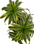 Dracaena reflexa 'Variegata' (Song of India)