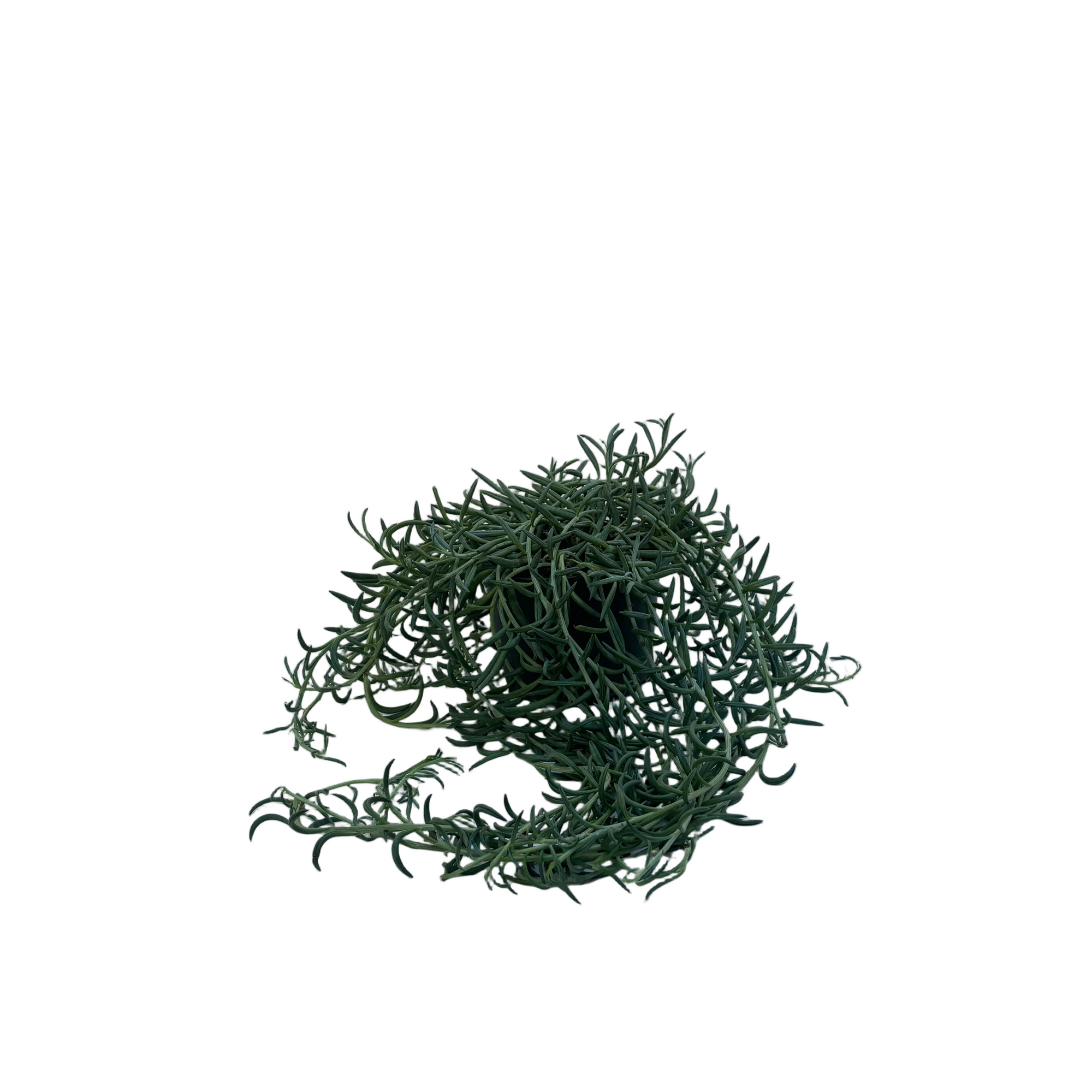 Senecio radicans 'Fish Hooks'