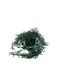 Senecio radicans 'Fish Hooks'