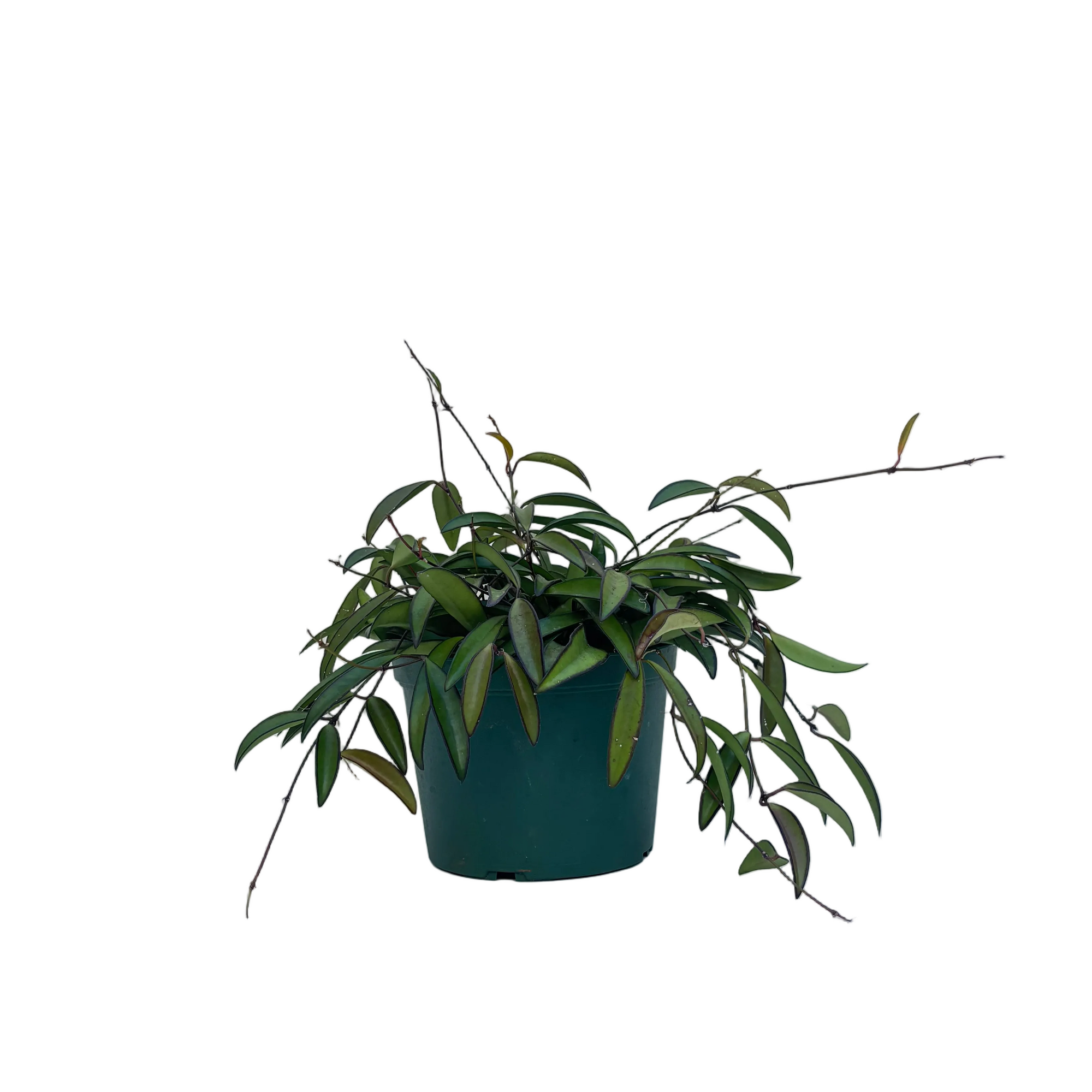 Hoya wayetti