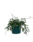 Hoya wayetti