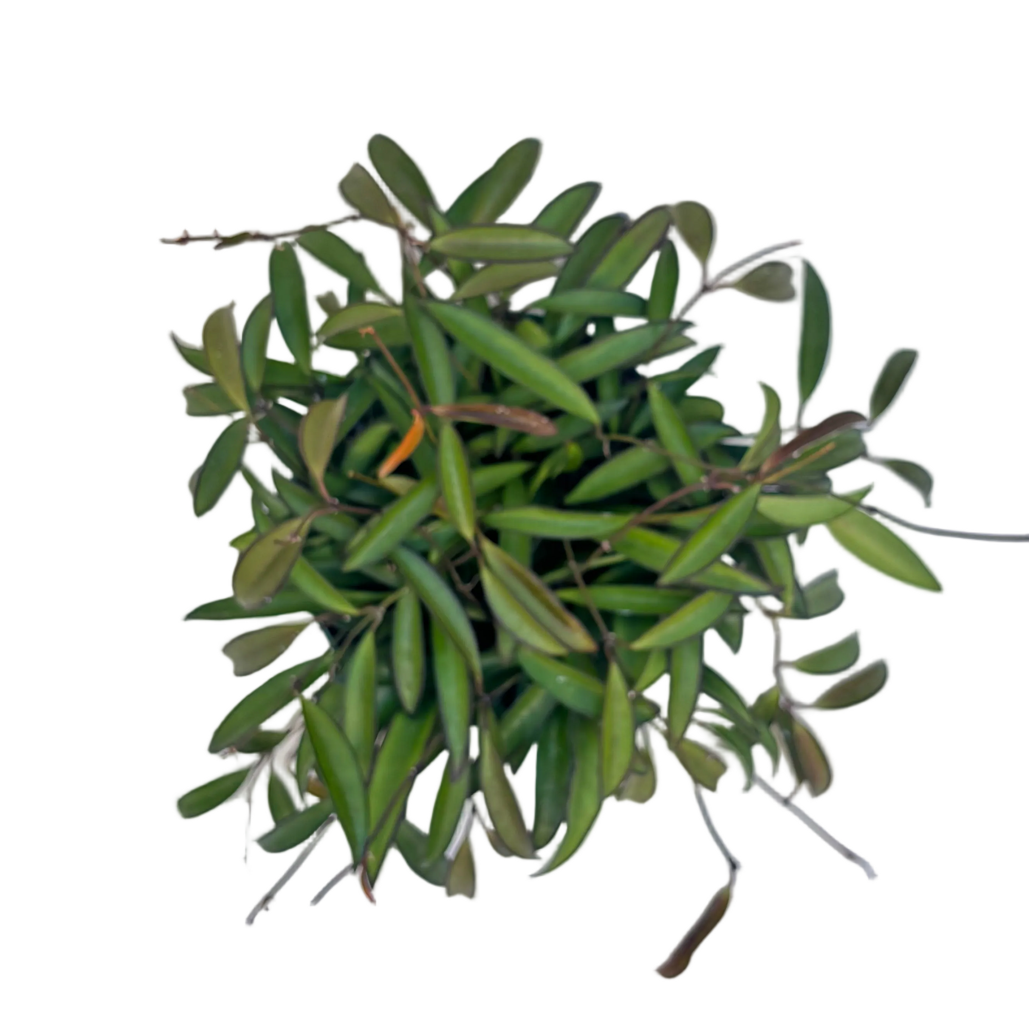 Hoya wayetti