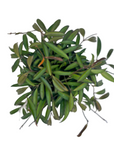 Hoya wayetti