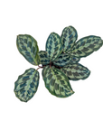 Goeppertia dressleri 'Helen Kennedy'