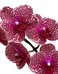 Phalaenopsis (Assorted Orchid)